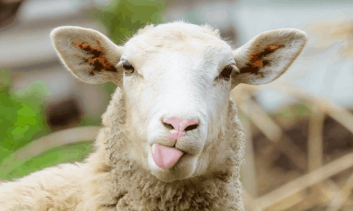 属羊2022年的运势分析查询 谁是属羊2022年命中贵人