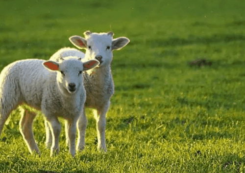 2022年属羊的运势如何？属羊的运势2022年运程
