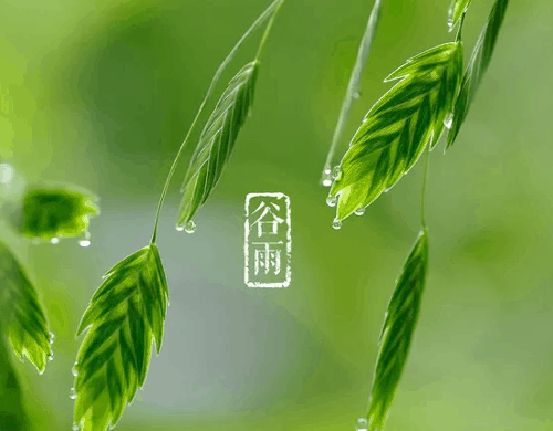 一起来看哪些是谷雨节气的特点和风俗