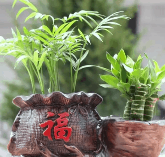 院子里种什么树风水好又旺财 镇宅之树