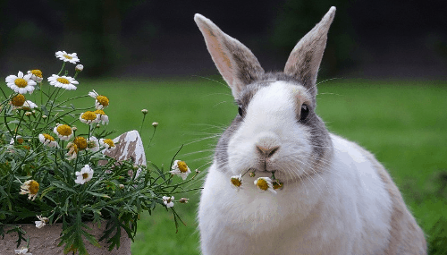 属兔的过了35岁就顺了 是真的吗？