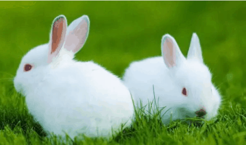 1975年属兔人永远最旺的颜色 属兔人的幸运色