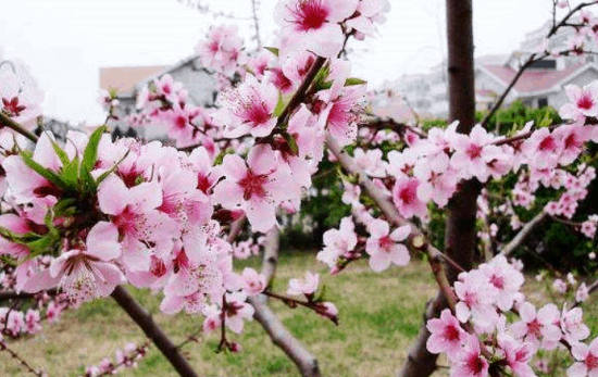 流年八字走桃花运 八字流年桃花运免费测