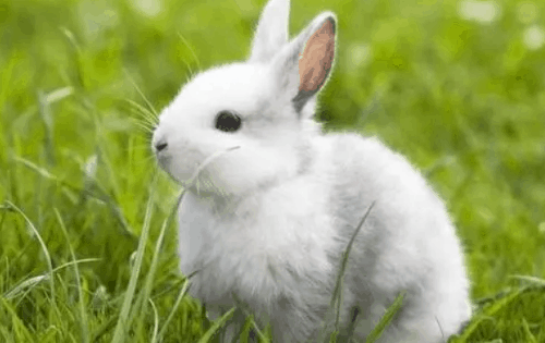属兔2022年最大的劫 属兔最倒霉的年龄阶段