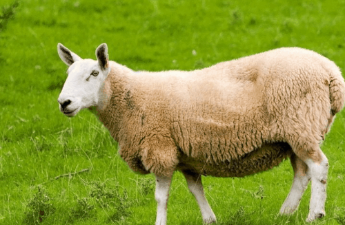 79年属羊人三大坎，79年属羊的运程如何