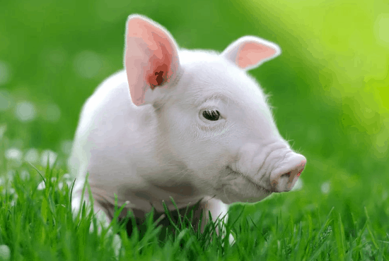 2022年属猪人的全年运势，属猪运势运程详解
