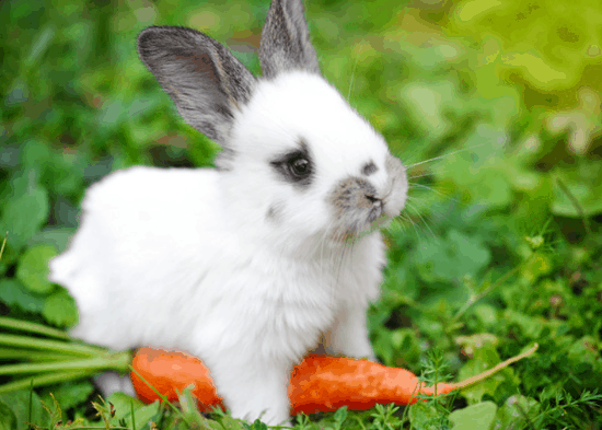 属兔人几点出生必定大富大贵 属兔几月出生是一等命