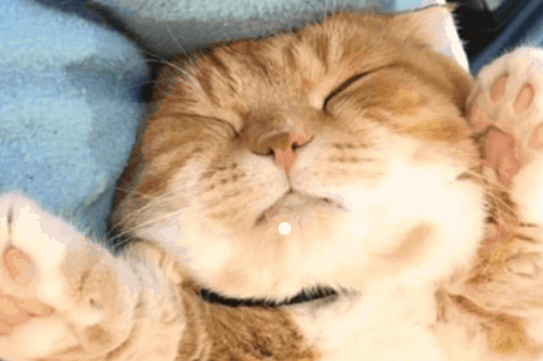 猫是招鬼还是辟邪的 辟邪最厉害的东西