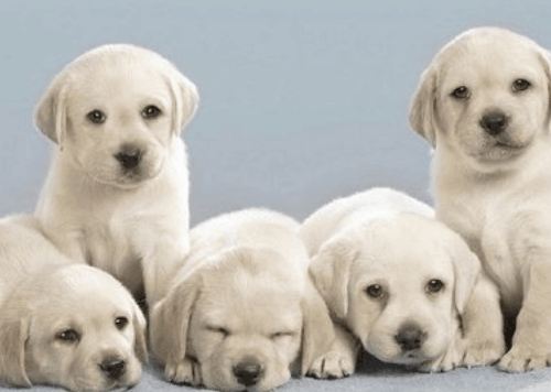 最旺属狗的5个数字 属狗人永久吉利的颜色