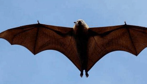 人死之前有蝙蝠出现，看见蝙蝠有什么预兆？
