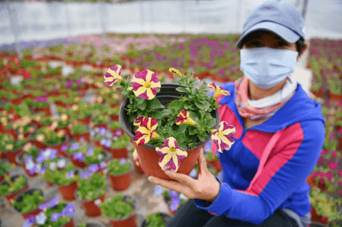 女人梦见移花并栽花是什么意思？梦见移花载花预兆着什么吗？