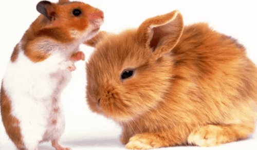 男鼠女兔适合做夫妻吗 男鼠女兔的匹配指数