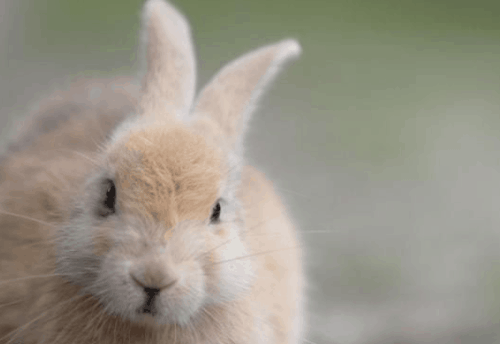 属兔的今年多大 要注意什么