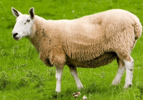 羊和什么生肖最配，属羊和什么相配最好