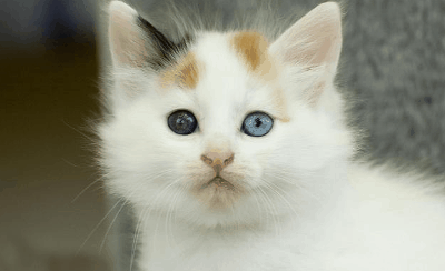 养猫聚财还是破财 真的会带来好运吗