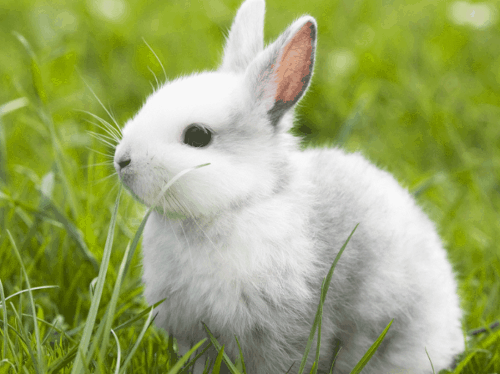 为什么中国富豪属兔人特多，属兔的富豪出生在几月