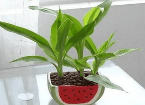 养富贵竹4支最吉利的植物 三种最旺家的花富贵竹