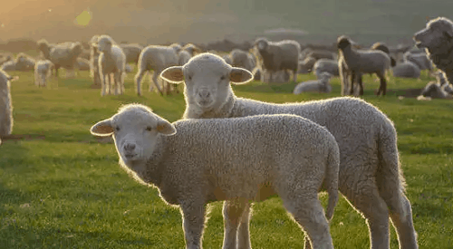 羊年运势2022年运势1979年出生的 每月运势详细解析
