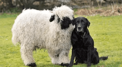 羊和狗的属相合不合 羊和狗婚配好不好