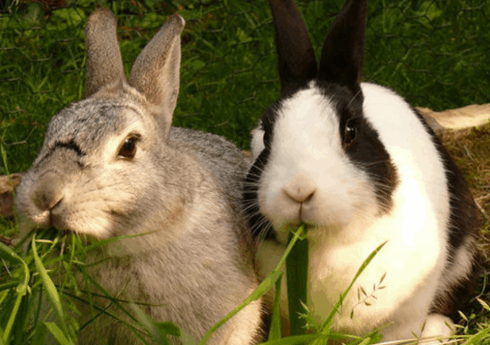 1975年属兔的婚姻和命运如何 75年属兔人一生有几次婚姻