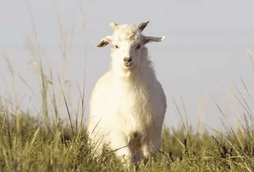 生肖羊31岁过后命数已定 属羊人的一生运势