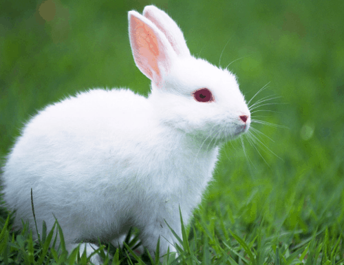 属兔人一生克谁，十兔九苦最命苦的兔出生在几月
