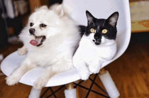 狗来富猫来穷是真的吗，猫到底是招财还是来灾