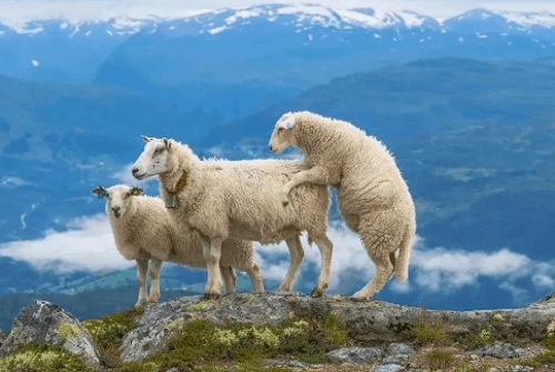 属羊人2022年6月运势运程 属羊人2022年下半年运势及运程