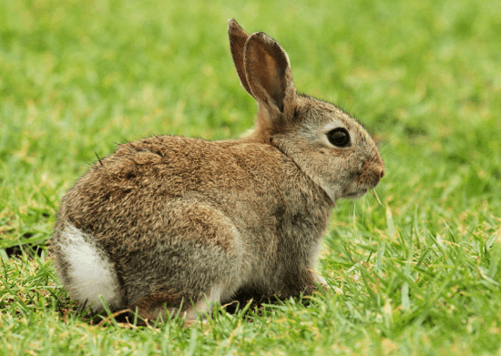 兔的死对头是什么生肖 生肖兔和谁关系最好呢
