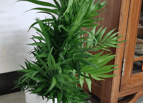 夏威夷竹子的寓意与风水 夏威夷竹子客厅大忌