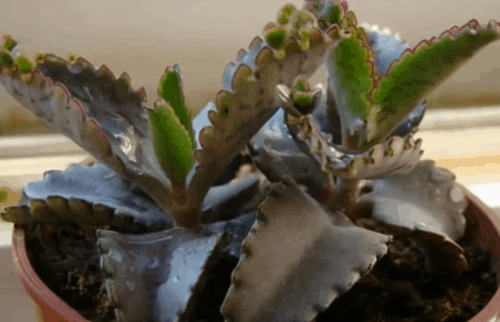 棒叶落地生根风水好吗？落地生根为什么不吉利