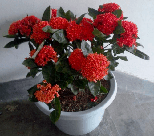 龙船花为什么不吉利 龙船花的风水摆放禁忌