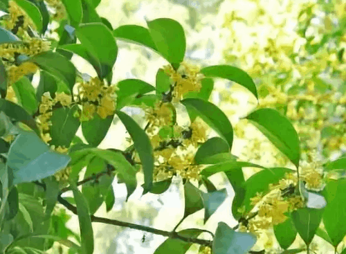 桂花树的寓意和象征风水是什么，桂花种植风水讲究