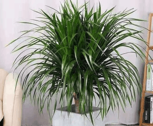 龙须树的寓意与风水象征，龙血树开花不好兆头怎么回事