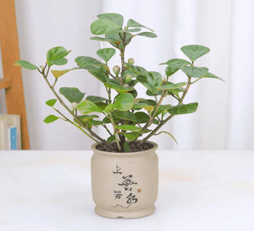 家里种菩提树吉利吗？小盼菩提树的风水作用摆放位置