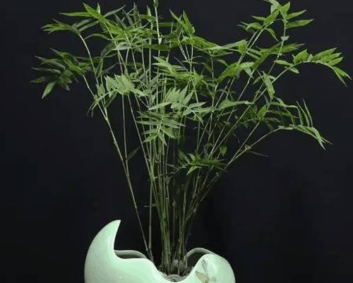 竹柏的风水寓意及摆放讲究，家里种竹柏风水好吗