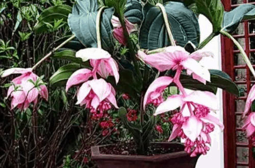 宝莲灯花适合家中旺风水吗？宝莲灯花的风水寓意