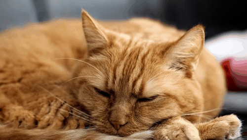 夜晚猫叫像小孩哭忌讳，夜猫哭有什么预兆