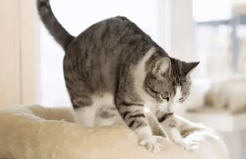猫咪在平时的生活中是非常受欢迎的宠物，在它们很小的时候就被主人带到了这个世界上，给主人带来了很大的帮助。因此，主人都会对它们非常信任。但是无论是是人类还是动物都是有寿命的，猫咪的寿命更是比较短的，那么猫死在家里会有什么不好的吗?  猫死在家里会有什么不好的吗  1、生老病死是猫咪的常事，猫咪死了没有什么禁忌，主人不用相信那些封建迷信的说法。  2、当猫咪死了，主人应该好好安葬它，对猫咪尽最后一份责任。老死的猫咪可以选择埋葬，死于传染病的猫咪最好火葬，以免传播病毒。  家里猫死了暗示着什么  家里