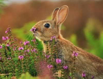 87年属兔人寿命有多长，最难熬的年纪是什么
