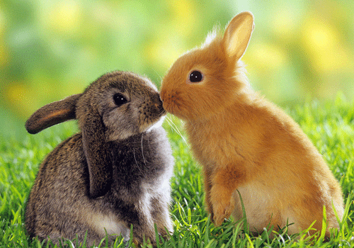2023年属兔的是什么命，几月的兔宝宝最命好(细解)