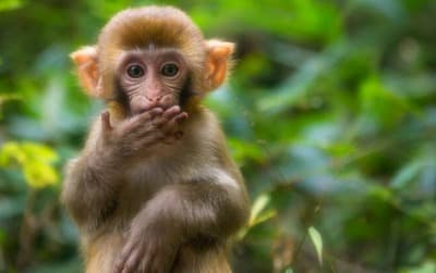 生肖属猴在2022年农历三月份考试运势怎么样 学运考运旺盛