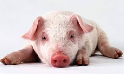 生肖属猪人2022年农历三月的会不会发财 购物欲望强烈