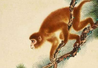 生肖属猴在2022年农历二月份考试运势怎么样 学业发展不错(详解)